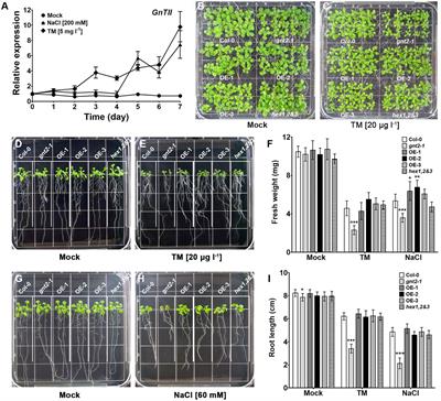 N-acetylglucosaminyltransferase II Is Involved in Plant Growth and Development Under Stress Conditions